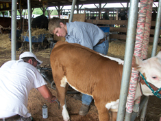 Ray James takes pointers on hoof maintenance at the 2011 Walton Regional Livestock Show.