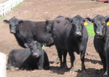 Beginner Beef Production Workshop on May 4,5,12