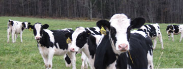 Heifers on pasture