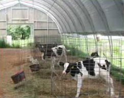 Calf Housing