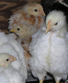 Pastured Poultry Workshop October 4-6, 2012