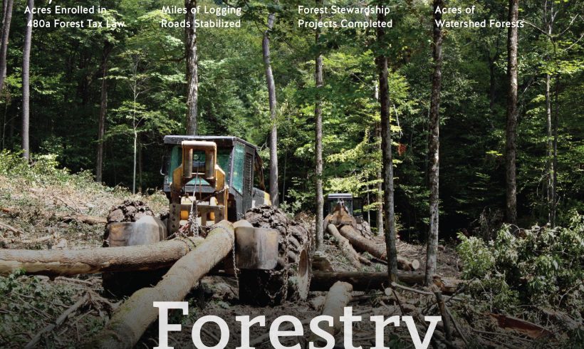 Forestry: The Future of Logging in the NYC Watershed