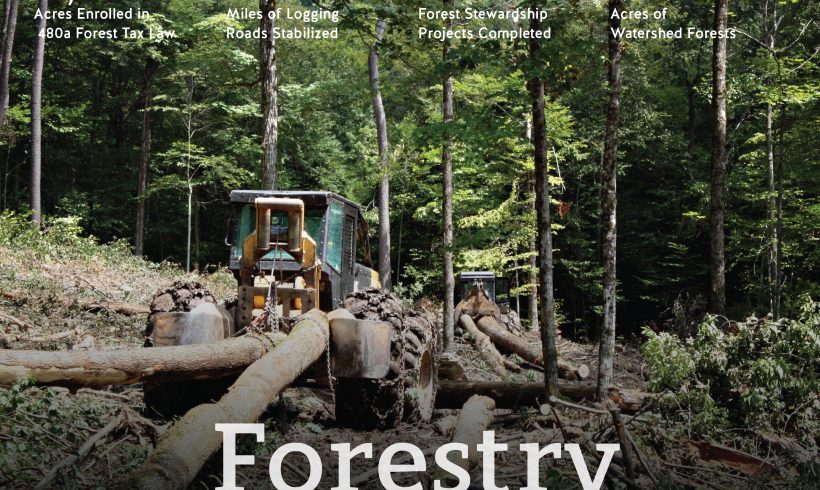 Forestry: The Future of Logging in the NYC Watershed Forestry: The Future of Logging in the NYC Watershed