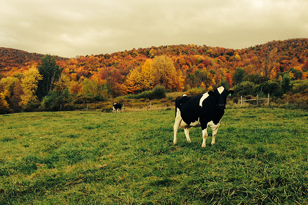 cow-field-autumn