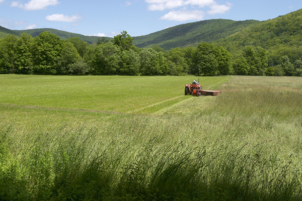 mowing-field
