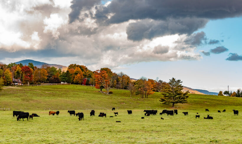 Economic Viability: From Pilot Farm to Featured Pure Catskills Member