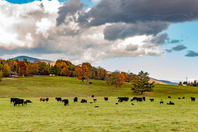 Economic Viability: From Pilot Farm to Featured Pure Catskills Member