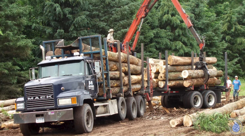 Reserved Rights: Logging in the NYC Watershed