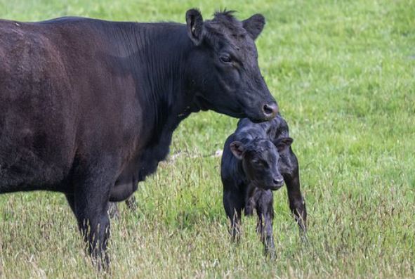 Cow Calf Image