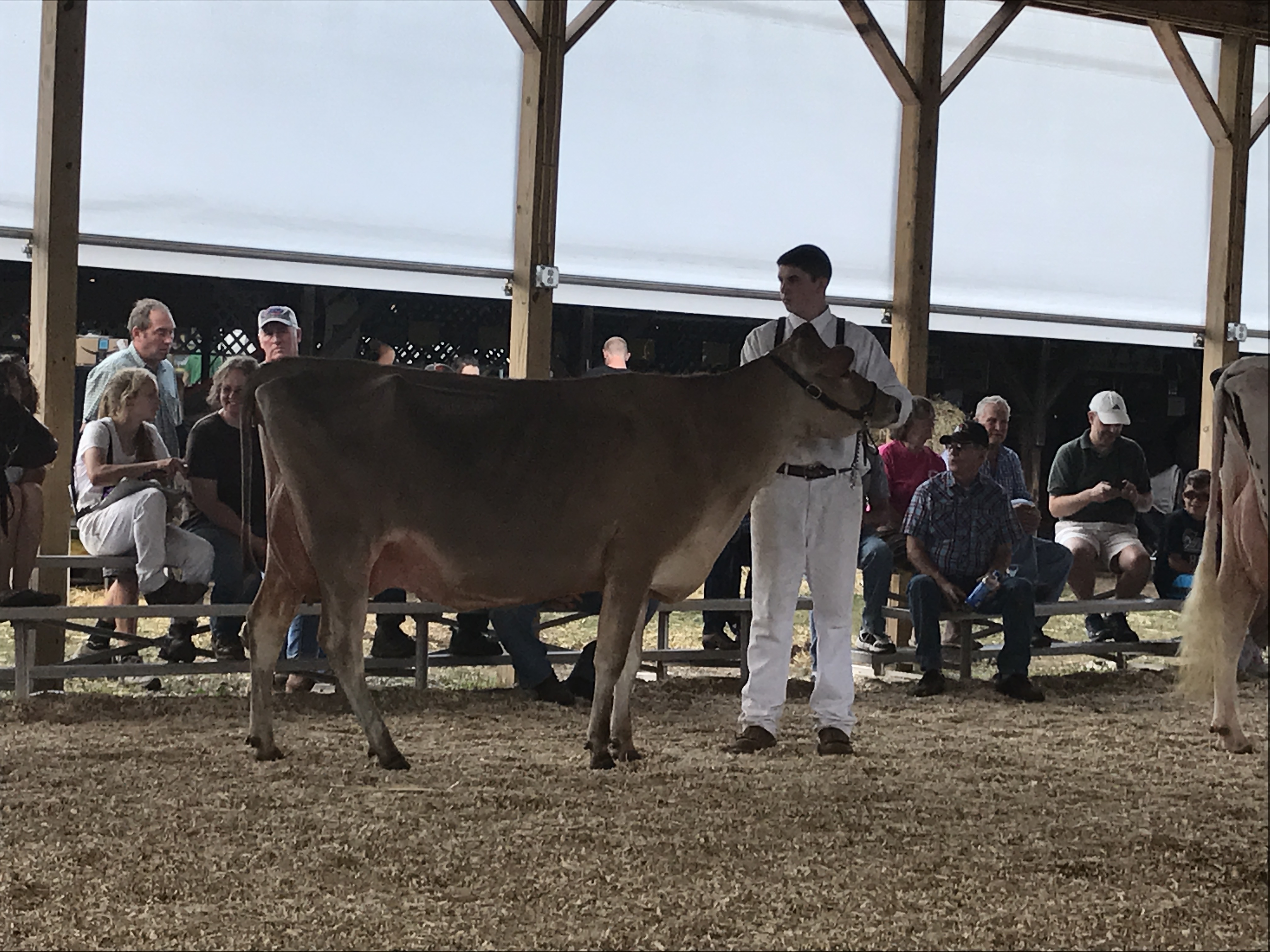 Open Dairy Show