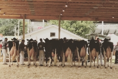 Lined up for Grand Champion