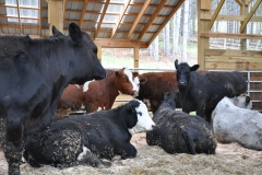Beef cows at Mallaber Farm
