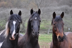 The three horses of Wildflower Farm