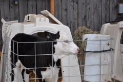 Calf at Byebrook Farm